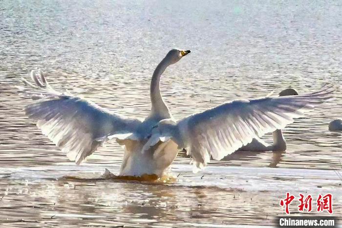 圖為一只大天鵝在水中沐浴?！?yán)桉 攝