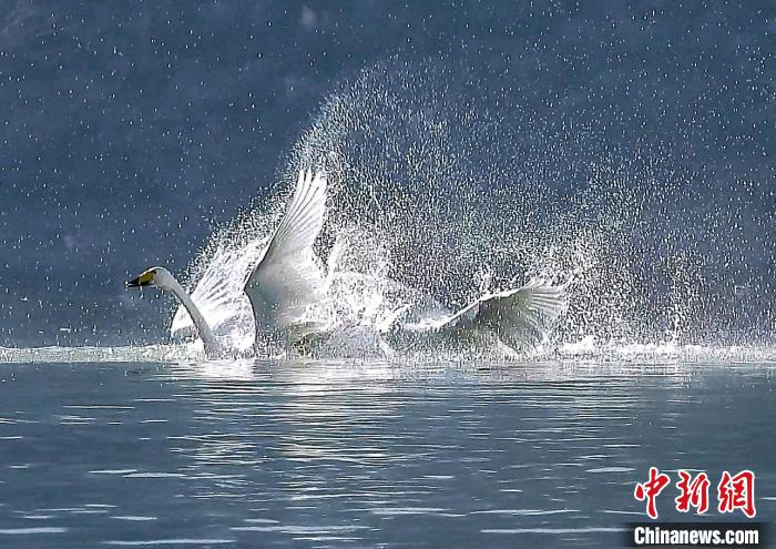 圖為大天鵝在水中嬉戲?！?yán)桉 攝