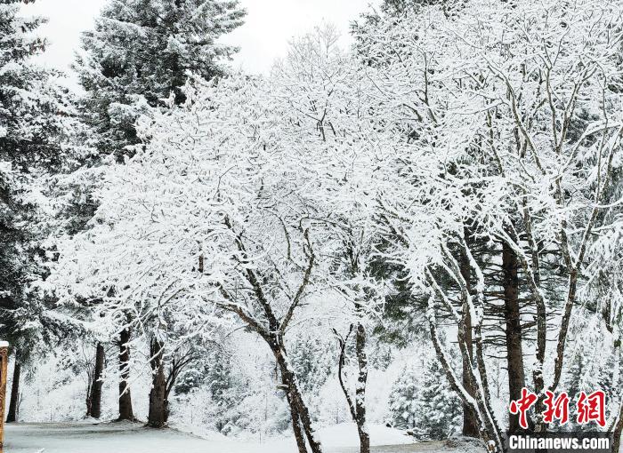 大熊貓國家公園王朗片區(qū)春雪如畫，宛若仙境?！×_春平 攝