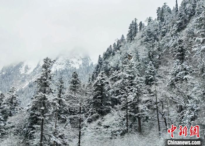 大熊貓國家公園王朗片區(qū)春雪如畫，宛若仙境?！×_春平 攝