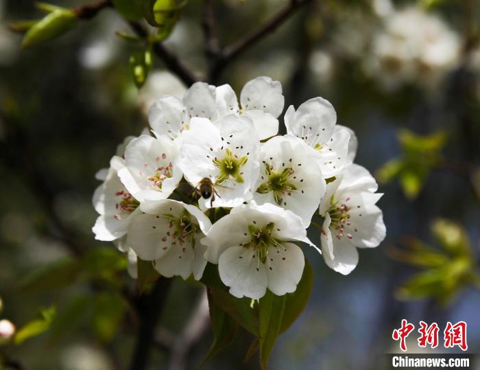 圖為盛開(kāi)的梨花?！∑钤鲚?攝