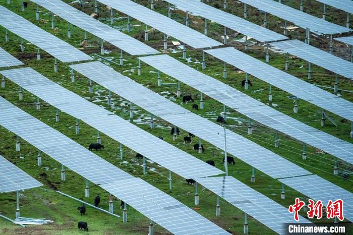 柯拉光伏板距地面高度超過1.8米，可滿足植被生長(zhǎng)需要，又能保障牛羊放牧空間，實(shí)現(xiàn)“牧光”互補(bǔ)?！⒅铱?攝
