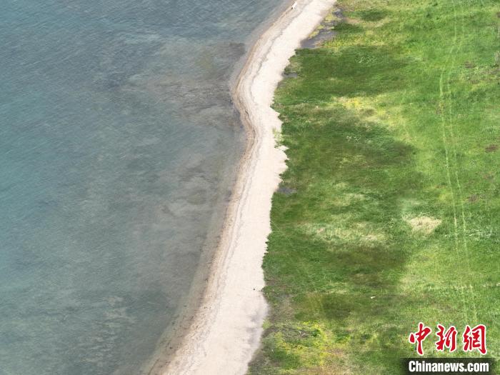 圖為航拍仲夏時節(jié)，青海湖畔綠茵如毯。　祁增蓓 攝