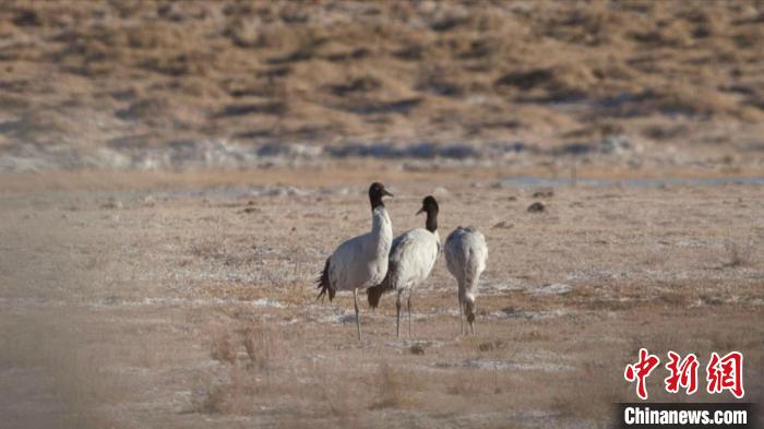 珍稀鳥類黑頸鶴、灰鶴現(xiàn)身青海格爾木
