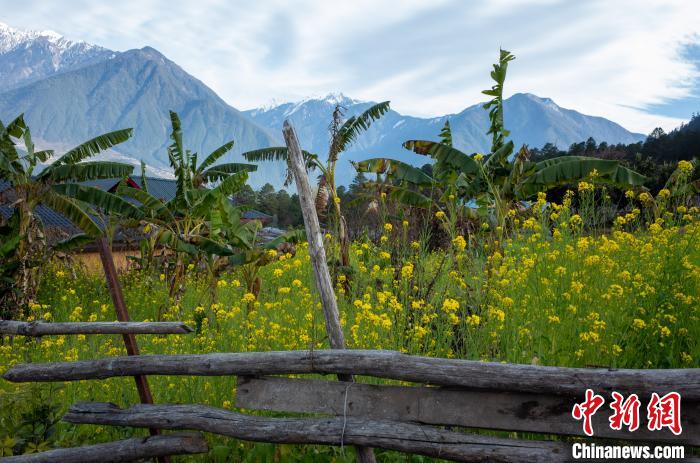 種獼猴桃、耙耙柑西藏林芝下察隅千方百計(jì)為民眾“鼓腰包”