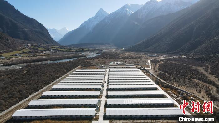 圖為西藏林芝市波密縣的標準化、產業(yè)化藏豬養(yǎng)殖基地。　江飛波 攝