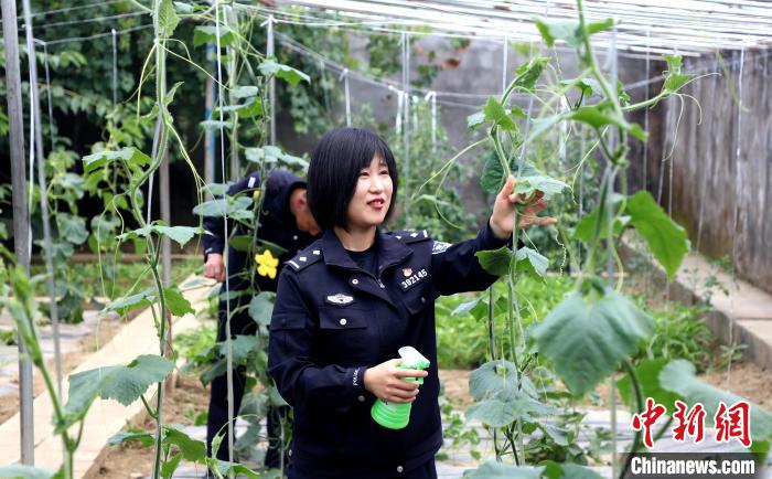 圖為李冬雪在溫室大棚里勞作?！∥鞑爻鋈刖尺叿罊z查總站供圖