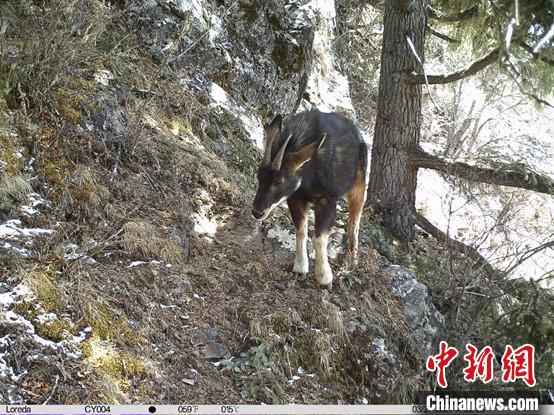 圖為相同位點記錄到的國家二級重點保護(hù)野生動物—中華鬣羚?！≈袊茖W(xué)院昆明動物研究所提供