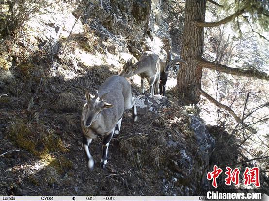 圖為相同位點記錄到的雪豹主要獵物—巖羊。　中國科學(xué)院昆明動物研究所提供