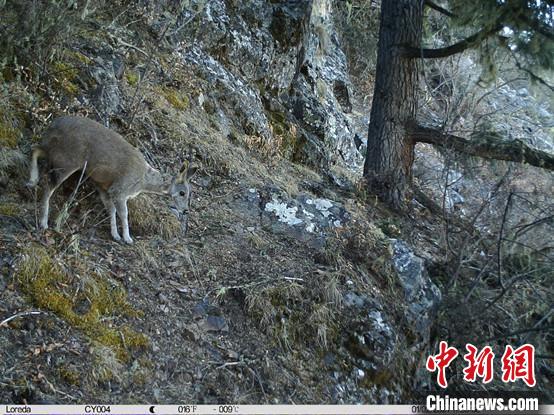 圖為相同位點記錄到的國家一級重點保護(hù)野生動物—馬麝?！≈袊茖W(xué)院昆明動物研究所提供