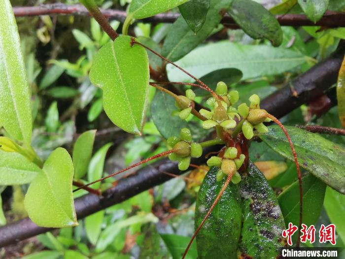 圖為折萼杜鵑果實圖?！≈锌圃豪ッ髦参镅芯克峁? oldsrc=
