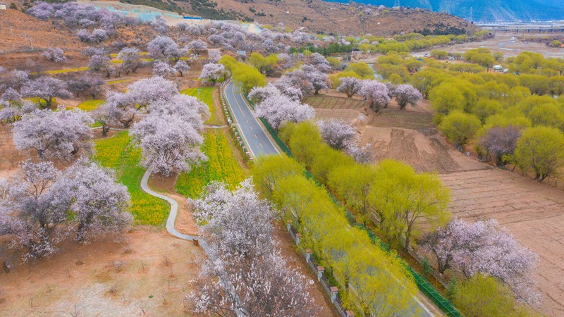 林芝桃花盛開。 張靜攝
