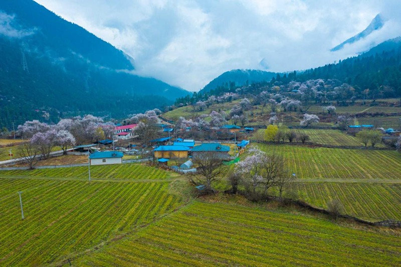 桃花村。 張靜攝