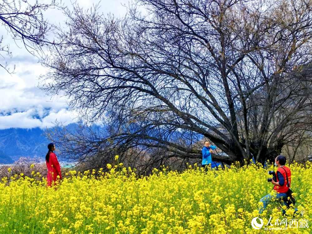 游客在桃花下拍照留念。人民網(wǎng) 李海霞攝