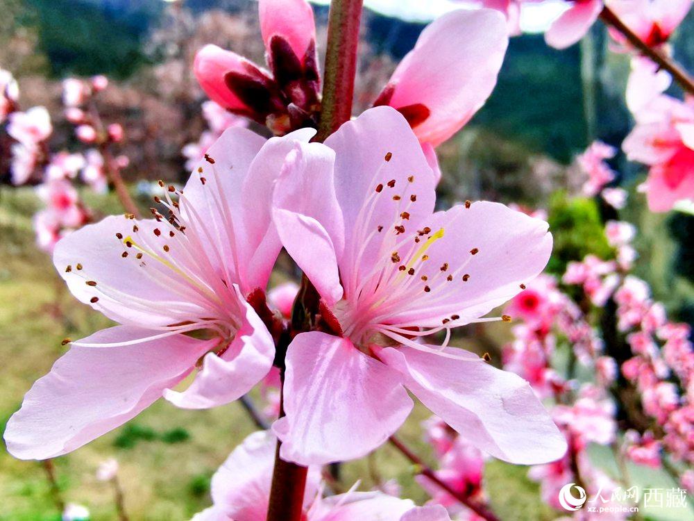 林芝桃花開。人民網(wǎng) 李海霞攝