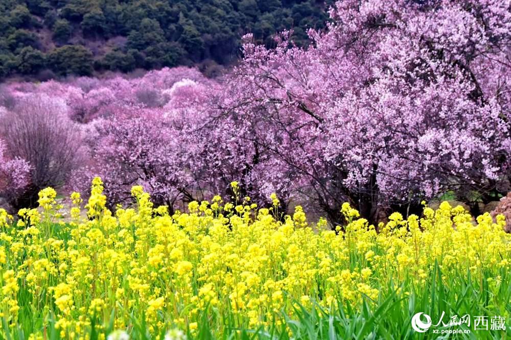 桃花與油菜花交相輝映。人民網(wǎng) 李海霞攝