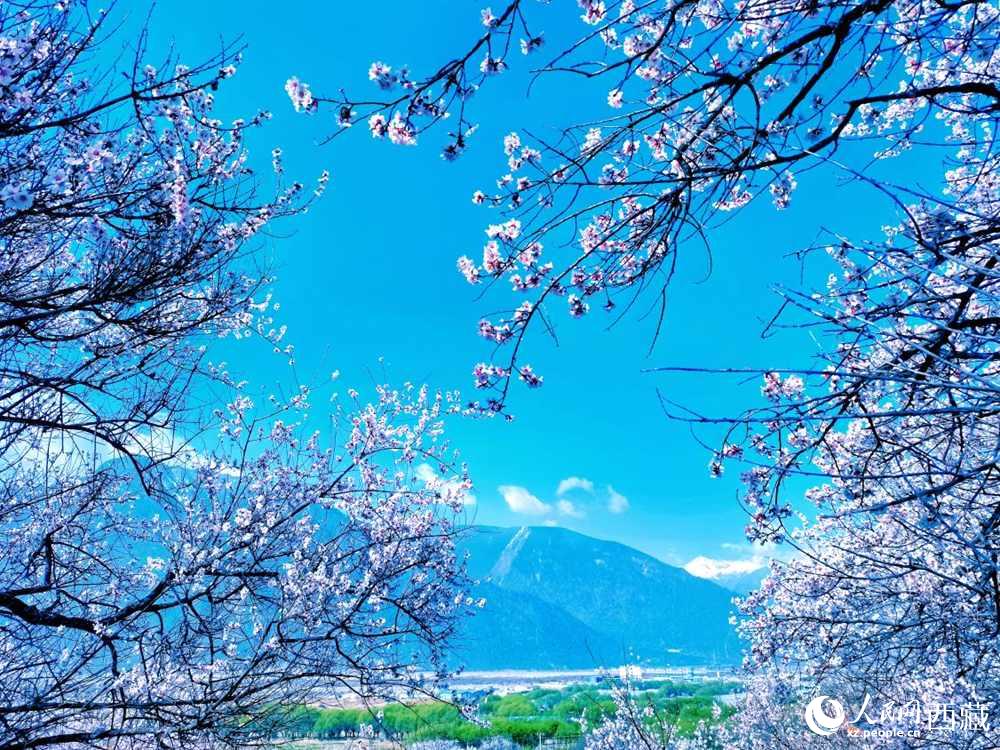 桃花在藍天白云的映襯下分外好看。人民網(wǎng) 李海霞攝