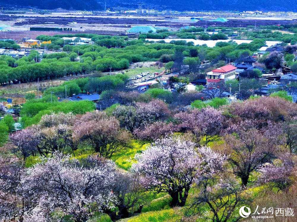 漫山開放的野桃花。人民網(wǎng) 李海霞攝
