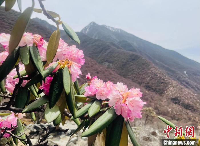 近日，西藏自治區(qū)山南市加查縣索囊溝的杜鵑花競(jìng)相綻放?！∪轿木?攝