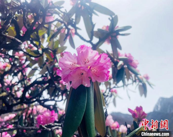 近日，西藏自治區(qū)山南市加查縣索囊溝的杜鵑花競(jìng)相綻放。　冉文娟 攝