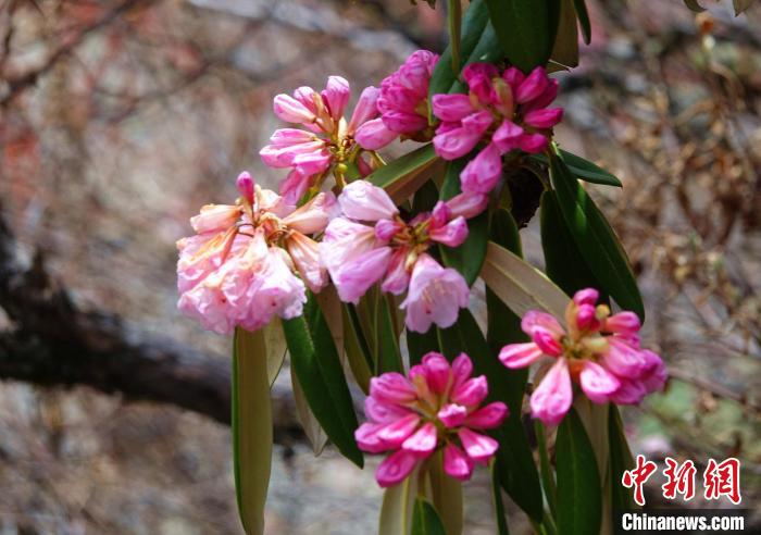 近日，西藏自治區(qū)山南市加查縣索囊溝的杜鵑花競(jìng)相綻放?！∪轿木?攝