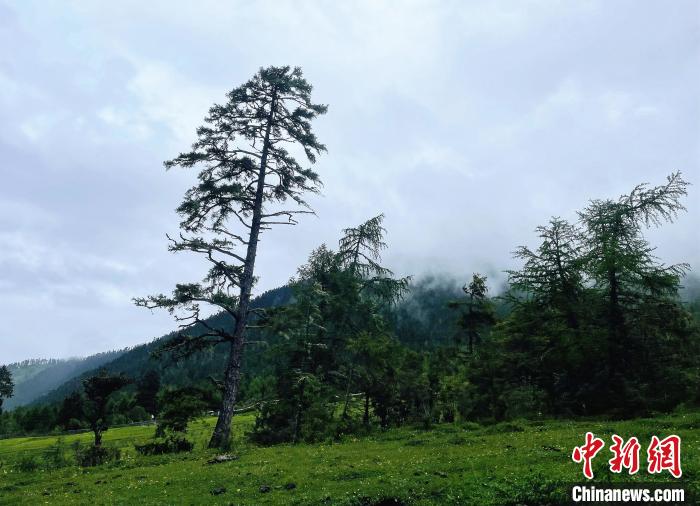 6月10日，魯朗小鎮(zhèn)高山牧場景區(qū)風(fēng)光?！∪轿木?攝