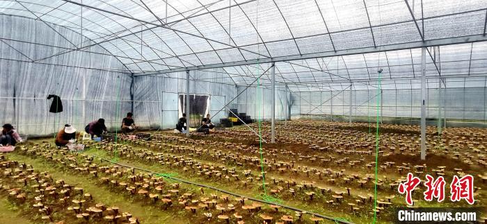 圖為紅太陽科技示范家庭農(nóng)場組織民眾采收靈芝。　平措旺青供圖