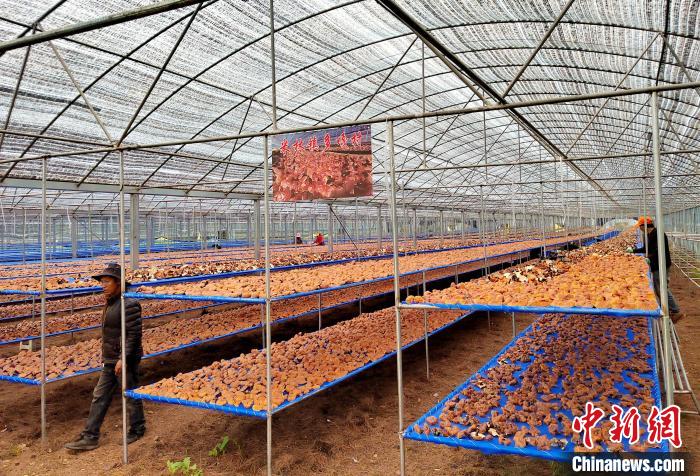 圖為紅太陽科技示范家庭農(nóng)場采收的靈芝?！∑酱胪喙﹫D