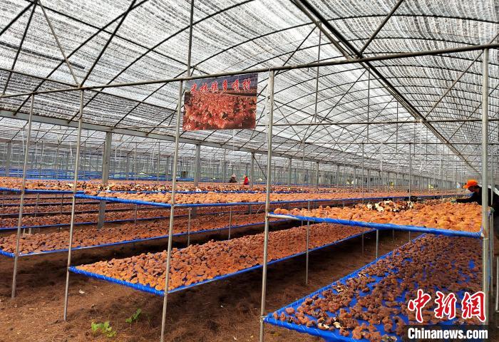圖為紅太陽科技示范家庭農(nóng)場采收的靈芝?！∑酱胪喙﹫D
