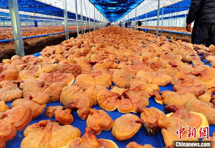 圖為紅太陽科技示范家庭農(nóng)場采收的靈芝?！∑酱胪喙﹫D