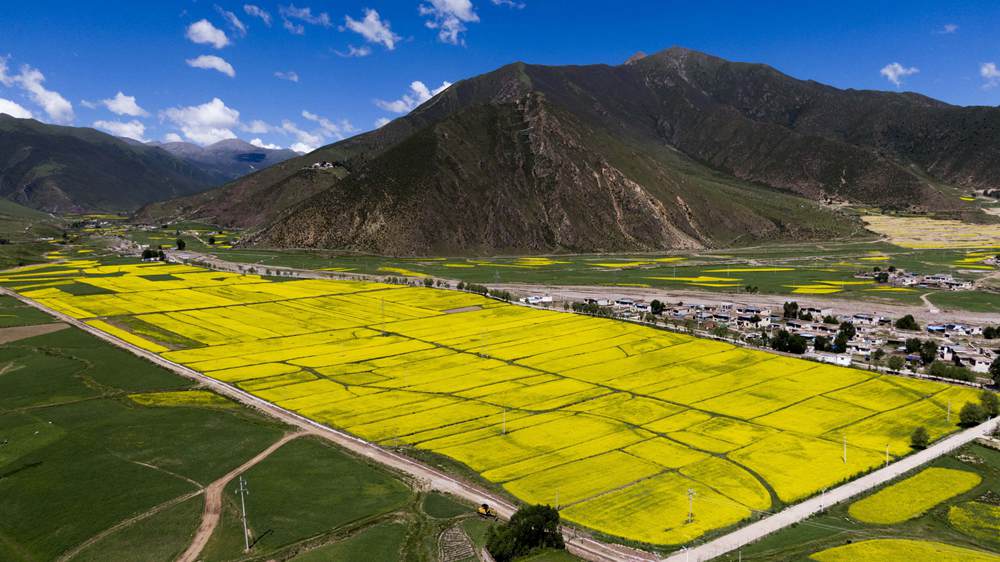 西藏墨竹工卡縣油菜農(nóng)田。