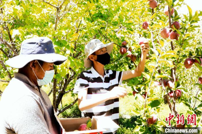 圖為西藏阿里札達(dá)縣底雅鄉(xiāng)村民在自家果園采摘果實?！“⑼?攝