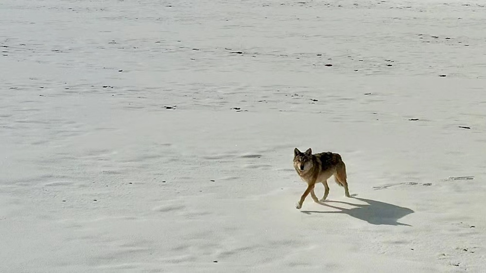 雪地里的阿里“狼”。