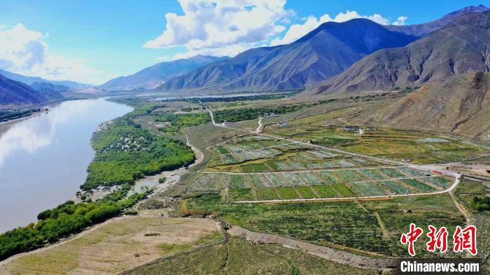 圖為桑日縣葡萄種植基地?！∩侥仙Ｈ湛h委宣傳部提供