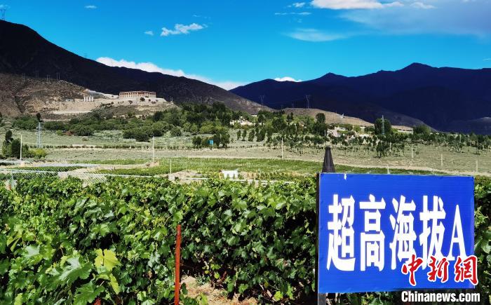 圖為桑日縣種植的葡萄?！∩侥仙Ｈ湛h委宣傳部提供