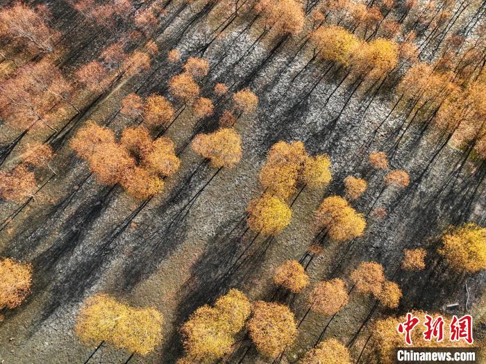 入冬時節(jié)，雅魯藏布江畔的樹林一片金黃?！《拘?攝