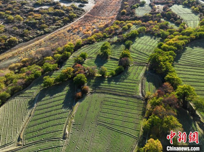 圖為11月8日，雅魯藏布江畔的高原梯田?！《拘?攝