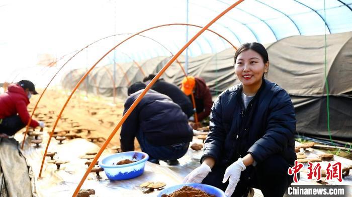 圖為農(nóng)民采收靈芝孢子粉?！∴嚢?攝