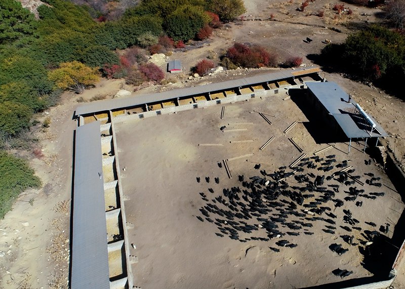 麥村藏香豬養(yǎng)殖基地。