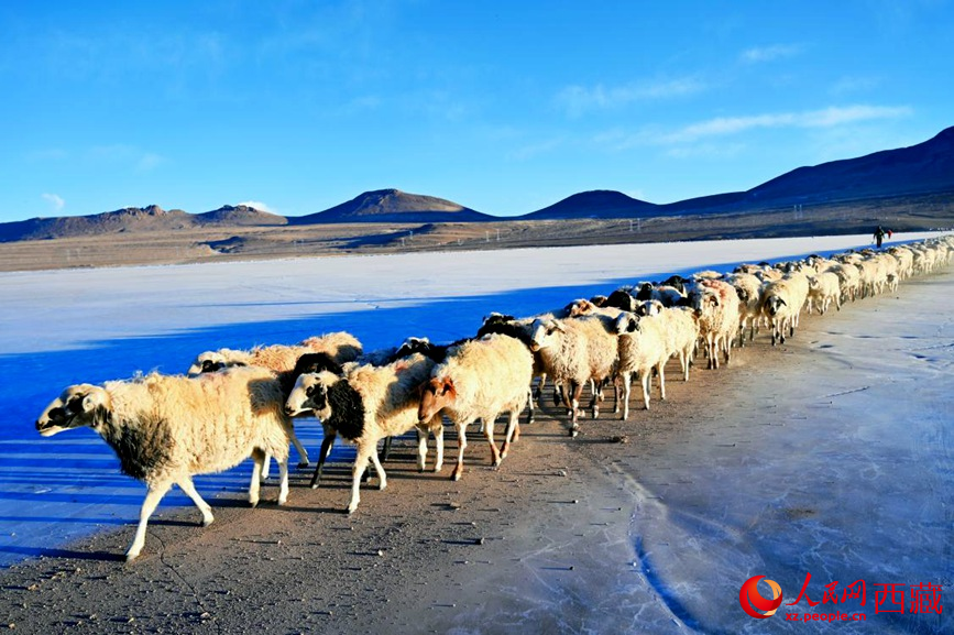羊群排著隊穿過普莫雍錯。 人民網(wǎng) 李海霞攝