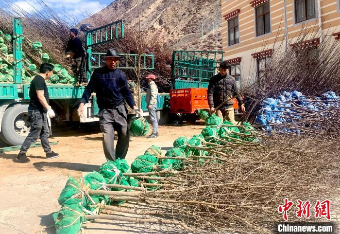 民眾搬運(yùn)苗木?！〔际忻⒖悼h委宣傳部供圖