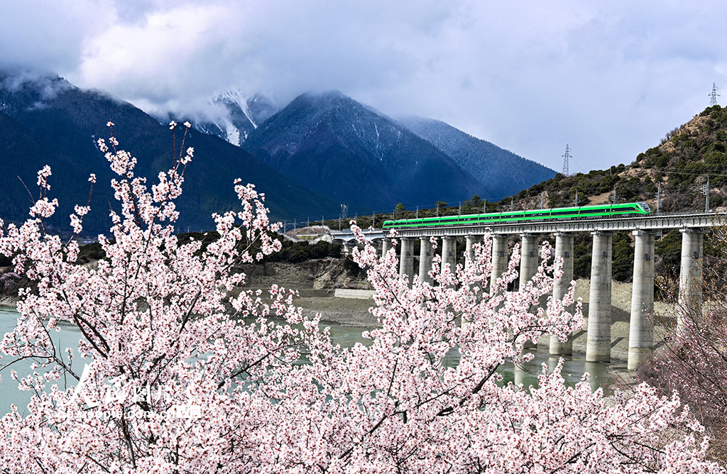 西藏林芝：雪域高原列車(chē)穿越花?！?】