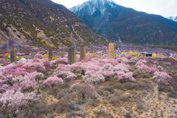 人間桃花源！林芝桃花有多絕？