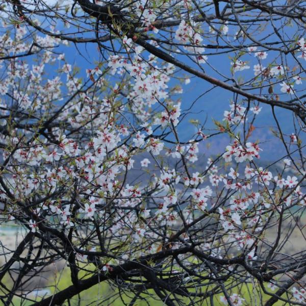 人間桃花源！林芝桃花有多絕？