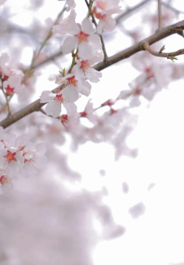 人間桃花源！林芝桃花有多絕？