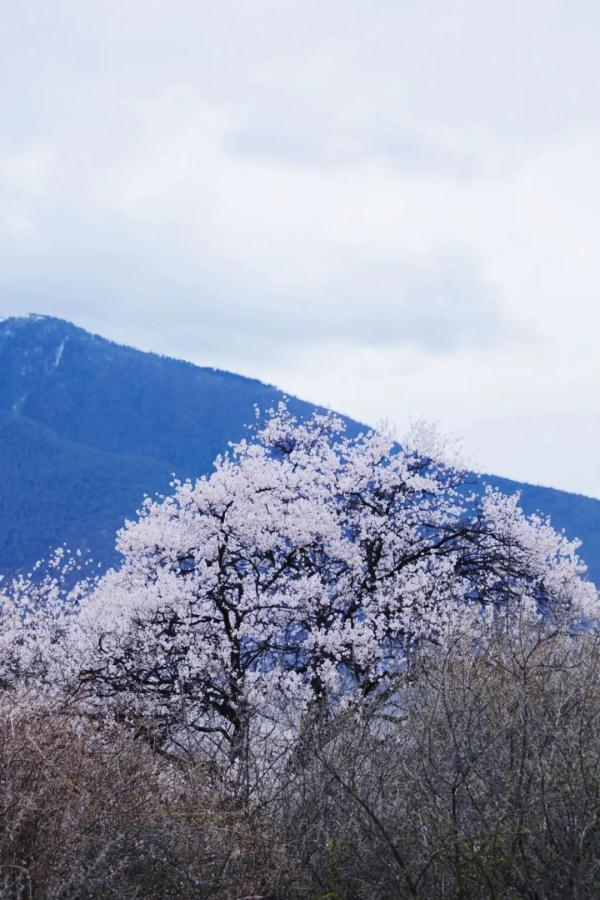 人間桃花源！林芝桃花有多絕？