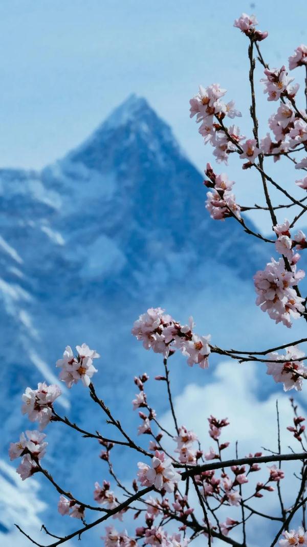 人間桃花源！林芝桃花有多絕？