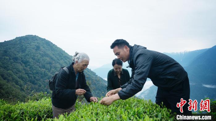 圖為銀發(fā)旅游體驗(yàn)團(tuán)兩位老人體驗(yàn)采茶。　西藏專項(xiàng)旅游協(xié)會(huì)供圖