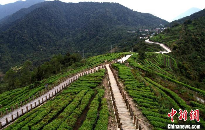 圖為西藏林芝市墨脫縣背崩鄉(xiāng)格林村山頂?shù)木坝^茶園。(無人機照片) 李林 攝