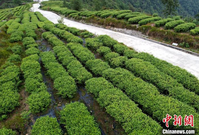 圖為西藏林芝市墨脫縣背崩鄉(xiāng)格林村山頂?shù)木坝^茶園。(無人機照片) 李林 攝